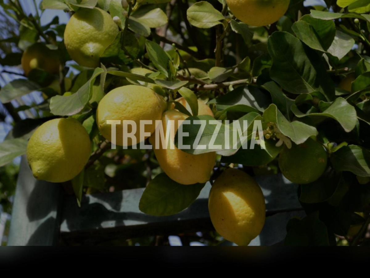 Il Nido Nella Quiete Apartment Tremezzo Exterior foto